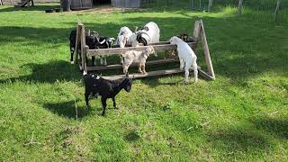 Jem Eating With the Rest of the Goats