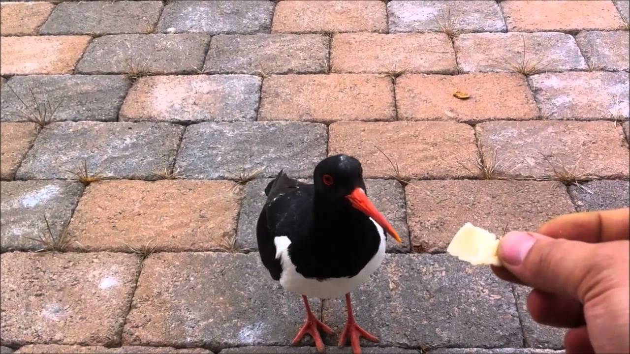 Meriharakka ja juusto - Eurasian Oystercatcher and Cheese