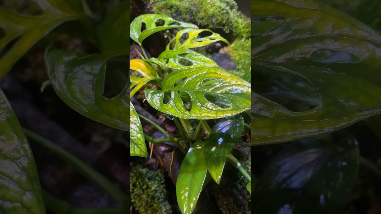 Monstera Adansonii - Paludarium plant #aquarium #aquadecor #paludarium -  YouTube