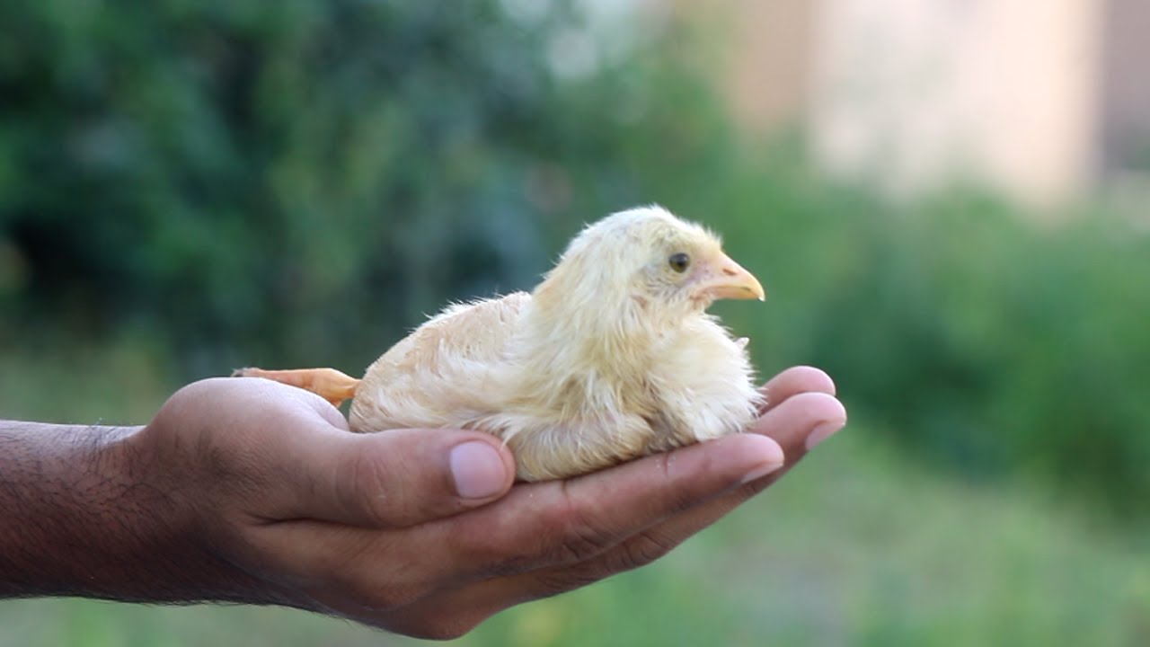 Baby Chicks Sleeping On My Hand Chicks Video Hen Chicks Colour Murgi Farm Chicks YouTube