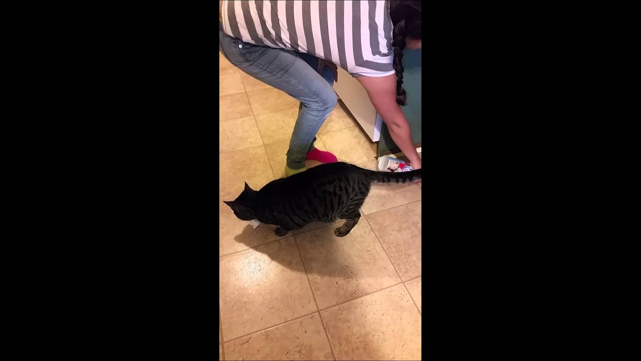 Cats who run when they hear whip cream! YouTube