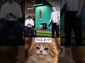 Some strange training methods going on around here#funny #meme #cat #trending