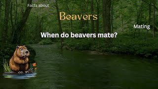 Beaver Fact 18 - When do beavers mate?