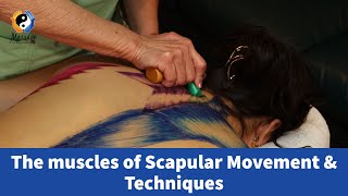 The Muscles Of Scapular Movement Techniques Part 1