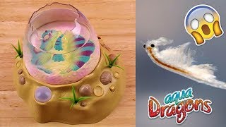 Aqua Dragons 🐉 Real Tiny Aquatic Pets 🌊 How to Set Up Tank & Care for Aqua Dragons 🐉
