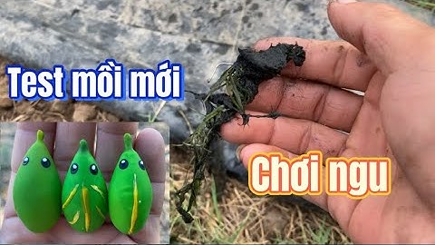 Câu cá lóc | đi test mồi mới làm | Rong Chơi Miền Tây #lurecaloc #fishing #rongchoimientay