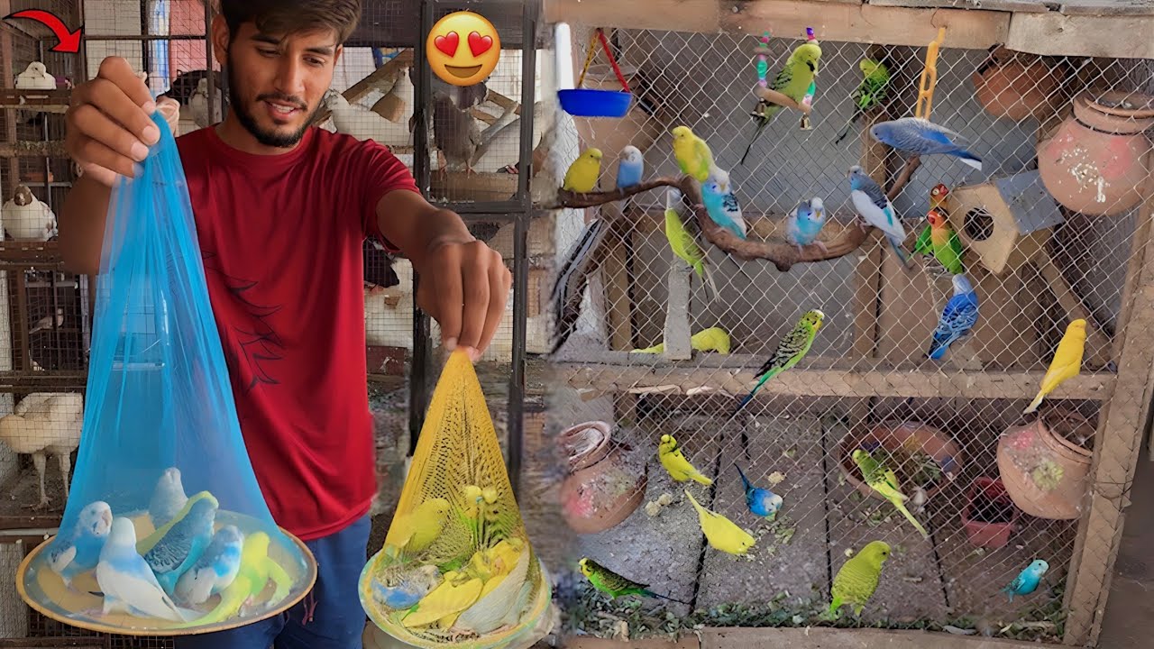 Parrots Colony Main Or Boht Sary Budgies Parrots Aa Gay😍|| Hammad Pet House