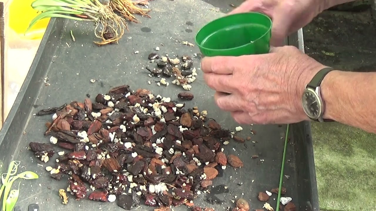 Pest problems again . Two beautiful orchids from Sheilas.