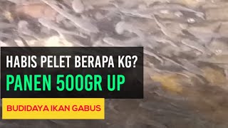 Part 181. Habis Berapa Kg Pelet Sampai Panen Dengan Bobot Ikan Gabus 500Gr1000 Ekor