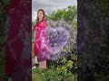 Thư tình em gái ,mảnh vườn quê #tungnguyen #mientay #nhacbolero #pets #canhactrutinh #bolero