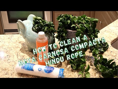 How to Clean a Hoya Carnosa Compacta Hindu Rope