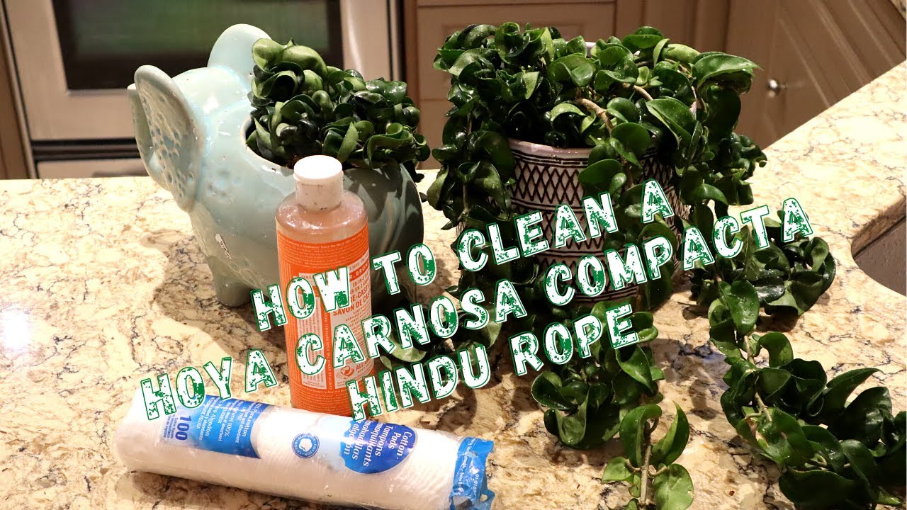 How to Clean a Hoya Carnosa Compacta Hindu Rope YouTube