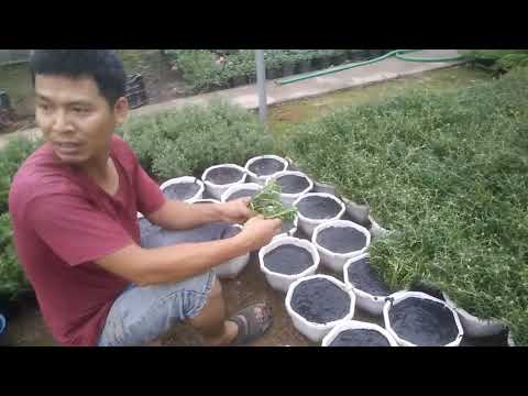 Video Hướng dẫn cách trồng cây hoa mười giờ trong chậu - youtube