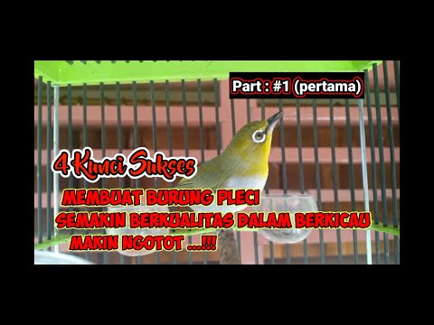 TERAPI PANCINGAN PLECI NGOTOT DAN EMOSI‼️ Putarkan pada pleci agar cepat buka paruh💯