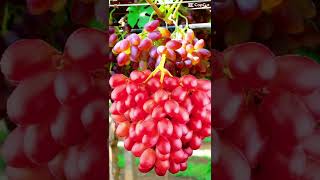 #Grapes & Me Shorts #Trending Shorts #Fruits Shorts #Shorts avideo