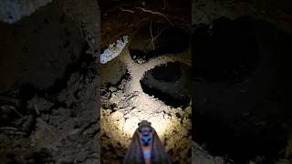 Tiny Camera Inside a Secret Underground Insect World 😱 #Shorts #wildlife #pov