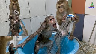 Smart Monkey Sam Funny bathes Asher methodically