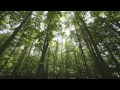 THE LAST PIG Official Trailer!
