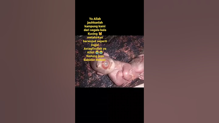 kucing 🐱 lahir berwujud Dajjal astagfirullah ya Allah 😭😭
