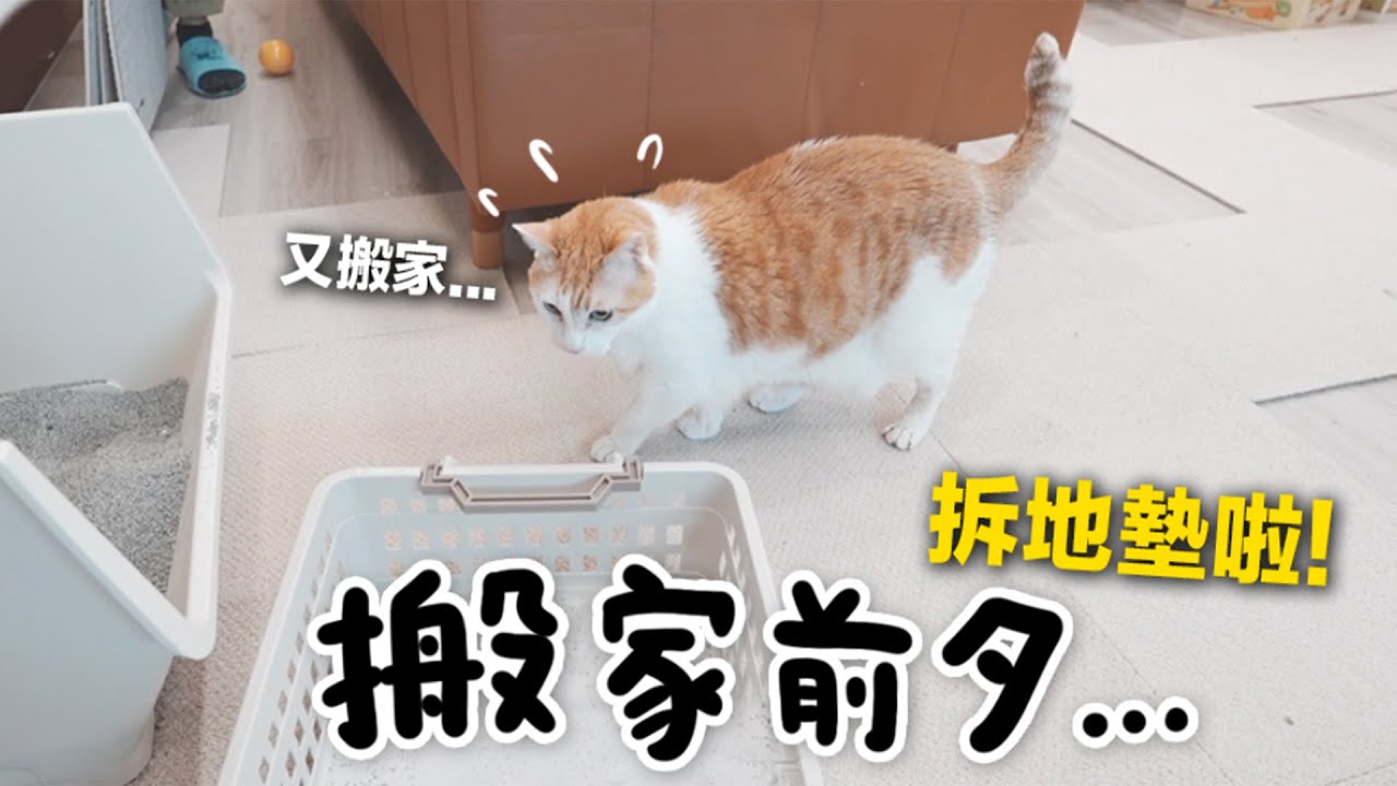 【黃阿瑪的後宮生活】搬家前夕…拆地墊啦！