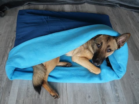 Video: Machen Sie aus Ihrem Hund ein Kuschelsackbett aus einer alten Bettdecke