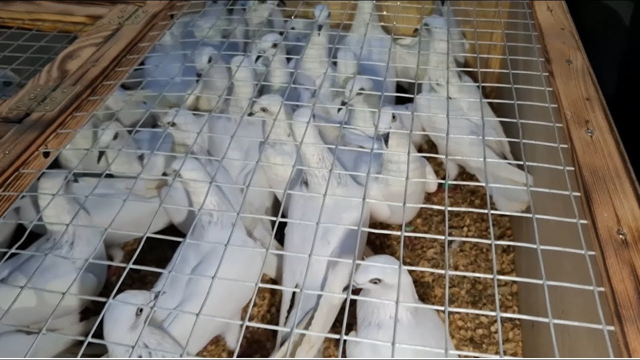 Targowisko z Gołębiami Skierniewice prze potworny rynek  2/4 kolejny lot 100sztk 25zł sztuka😀😀