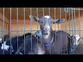 The Great American Goat Migration / Arizona to Colorado