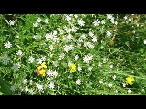 Video: Caladium (33 Nuotraukos): Gėlės Priežiūra Namuose, Augalų Rūšių Aprašymas. Kaladžio Auginimo Lauke Taisyklės