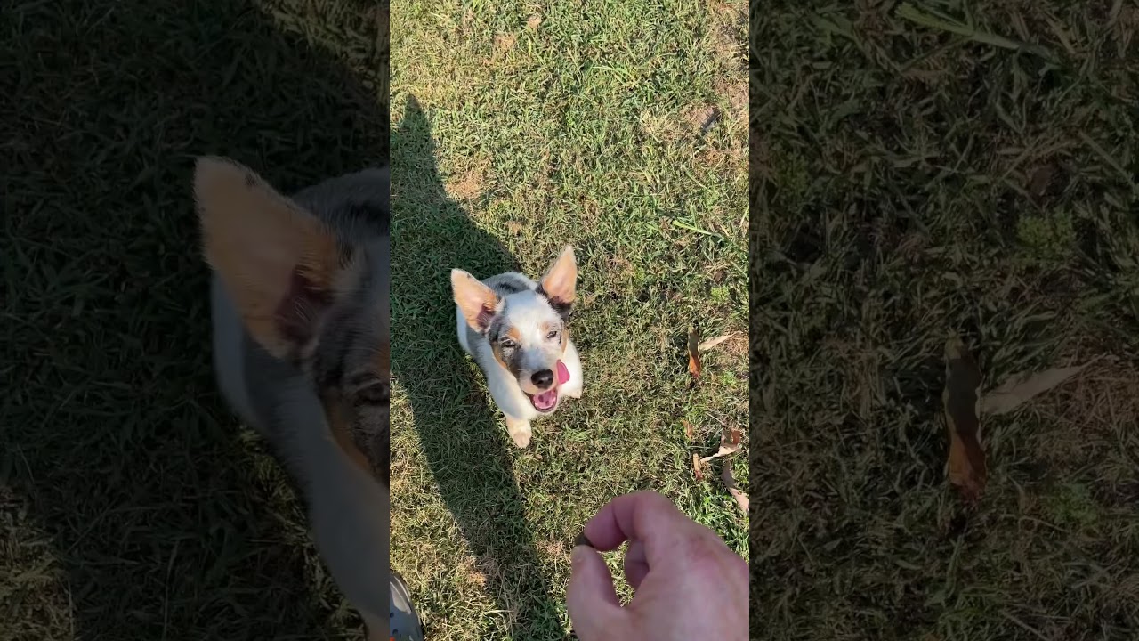 Bo working on Sit, Stay, Come! #puppy #dog #texasheeler #heeler #training #yankeefree