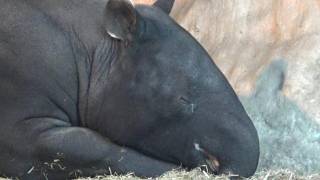 Cute Malayan tapir nap time まったりマレーバク 【Cute animal videos】