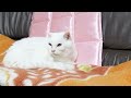 かご猫ライブ 191110