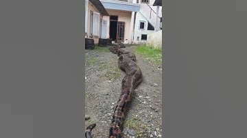 big Snake 🐍 #bigsnake