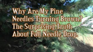 Why Are My Pine Needles Turning Brown  The Surprising Truth About Fall Needle Drop