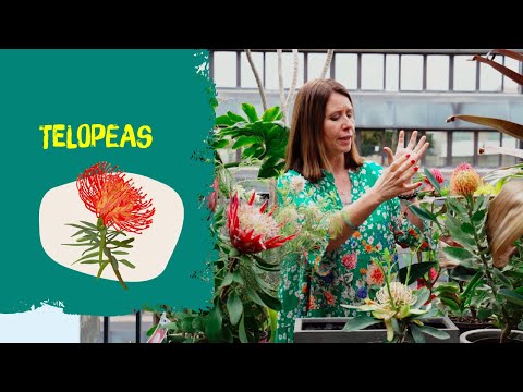 Vídeo: Leucospermum Plant Care: Saiba mais sobre as condições de crescimento do Leucospermum