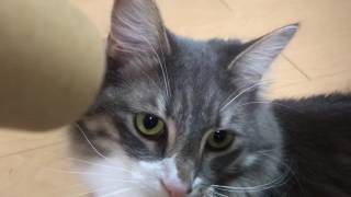 吹きかけられる猫 ノルウェージャンフォレストキャットblow.Norwegian Forest Cat.