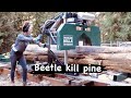 Milling a giant lodgepole pine for my timber frame cabin. (Chapter 8. Cabin on a cliff).