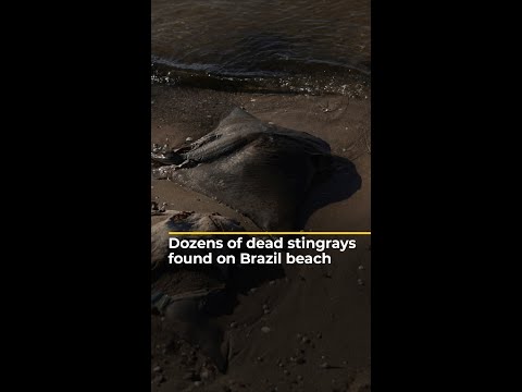 Dozens of dead stingrays found on Brazil beach | AJ #shorts