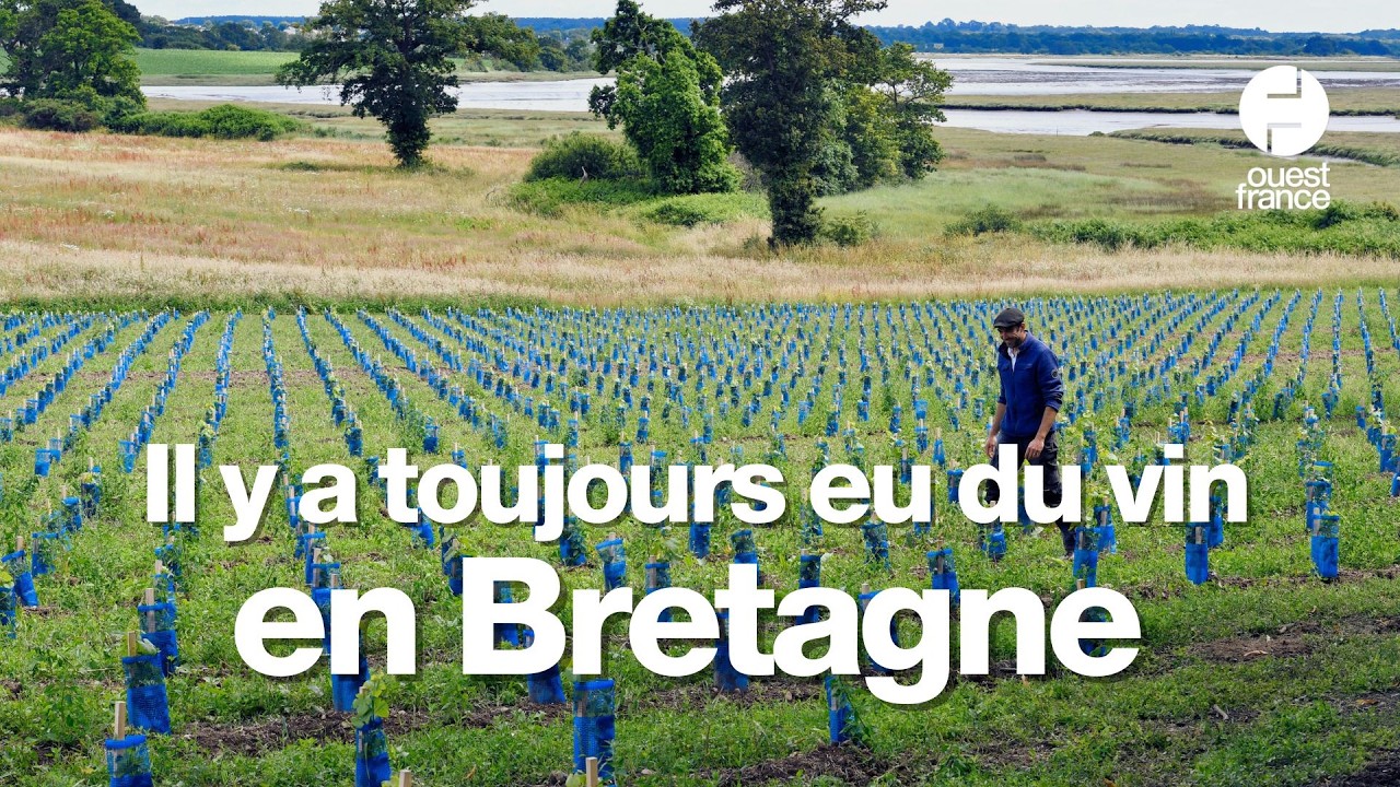 Ils sont parmi les premiers à replanter des vignes en Bretagne