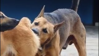 Dog is finding play group with dogs neighbors at evening after eat meal #dog #puppies