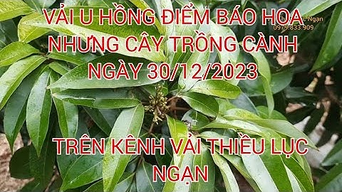 VẢI U HỒNG MỘT SỐ CÂY TRỒNG CÀNH ĐÃ RA HOA