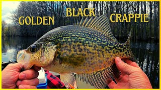 Catching Good size crappie with a Johnson beetle spin