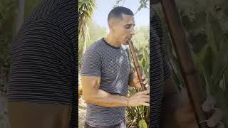 Cicadas Join Shakuhachi | Ryuichi Sakamoto – Rodrigo Rodriguez @RodrigoRodriguezShakuhachi