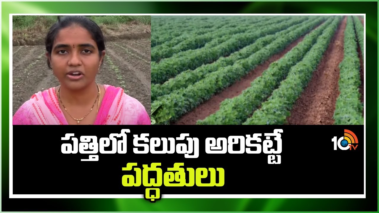 Methods of Weed Control in Cotton | పత్తిలో కలుపు అరికట్టే పద్ధతులు | Matti Manishi | 10TV News