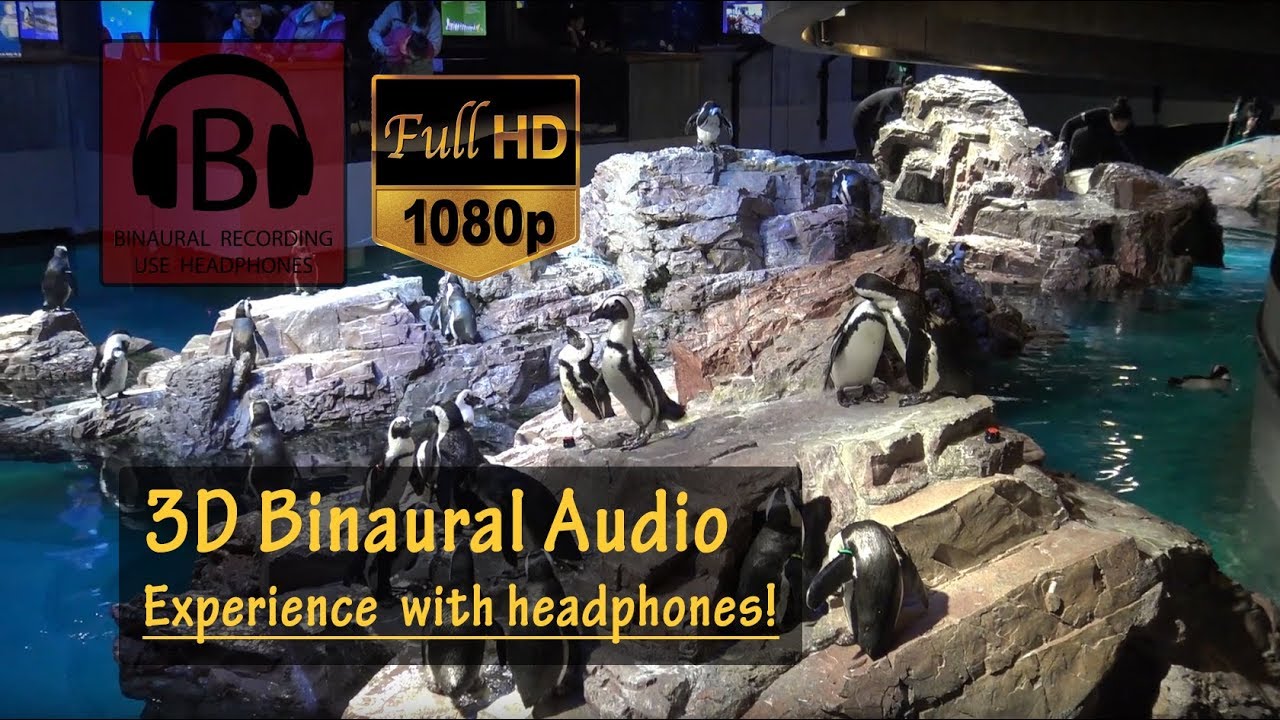 New England Aquarium Complete Walkthrough POV Boston, MA [HD, 3D Audio] YouTube