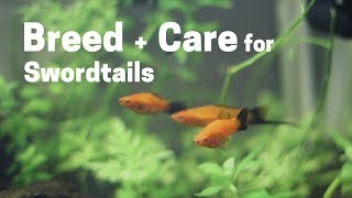 How To Breed   Care for  Swordtails (Easy and Simple)
