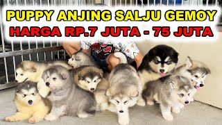 Peternakan Puppy Gemoy Anjing Salju Harga 75 Juta - Alaskan Malamute & Siberian Husky by Bobby Sant 44,969 views 10 days ago 25 minutes