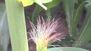 Farm Basics-Corn Silks #641 (From Ag PhD #641 7/18/10)