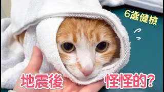 地震後貓咪怪怪的！3.8kg最瘦橘貓今年體重是？Uni六歲健檢｜傲嬌爸的養貓日常