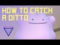 HOW TO CATCH A DITTO IN POKEMON GO 2020