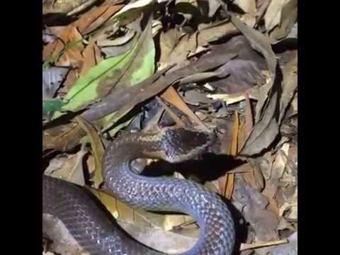 Golden Crowned Snake